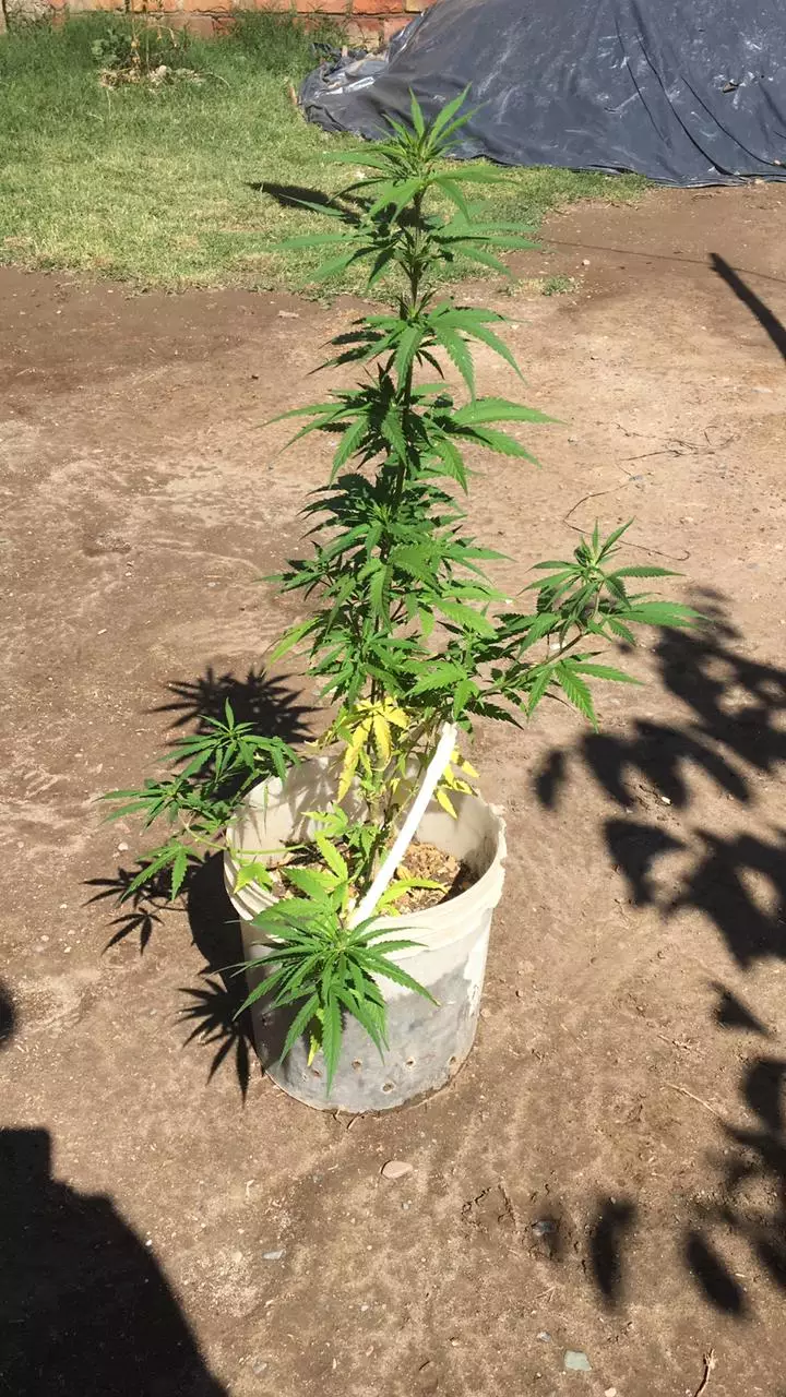 Recuperaron una cocina y dieron con una planta de marihuana en Tupungato
